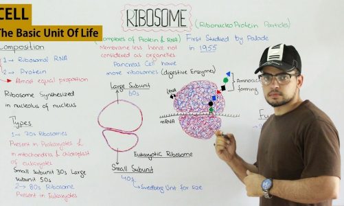 RIBOSOMES structure and function (Cell Biology) Class 11th, class 9th lecture in Urdu/hindi