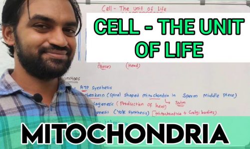 Cell – The Unit of Life | Mitochondria