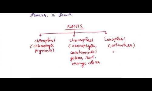 An overview of chloroplast class 11