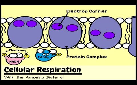 Cellular Respiration and the Mighty Mitochondria
