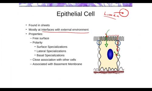 BIOL312: Lab 3 – Epithelium Tissues – PreLab