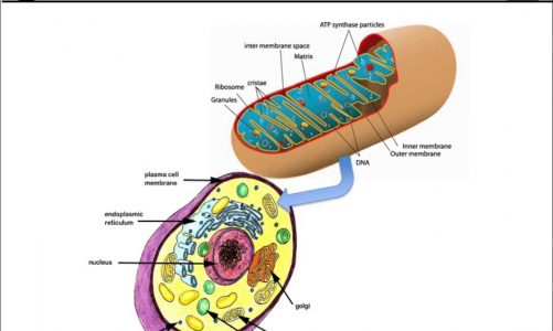 Folate Metabolism, Mitochondrial Disease and ASD – Richard Frye, M.D., Ph.D.