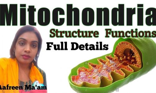 #NEET #AIIMS #JIPMER #CSIRNET Mitochondria Structure and its Functions Full details by Aafreen Maam