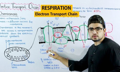 Electron transport Chain (ETC)  | Biology lecture | Cellular respiration