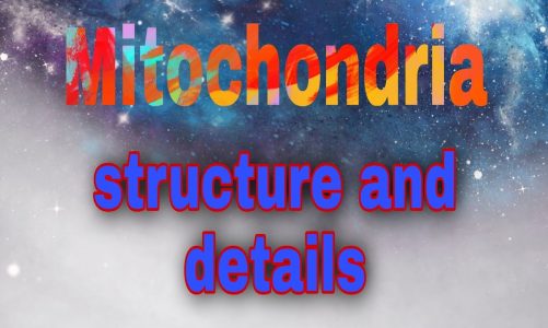 Mitochondria Structure And Details