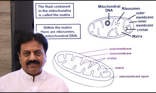 Mitochondria, Structure and Functions, (In Sindhi) / XI Biology /Chapter 4 The Cell