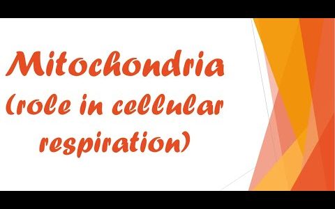 mitochondria (role in cellular respiration )