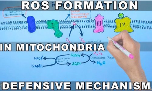 ROS Formation in Mitochondria and Defensive Mechanism