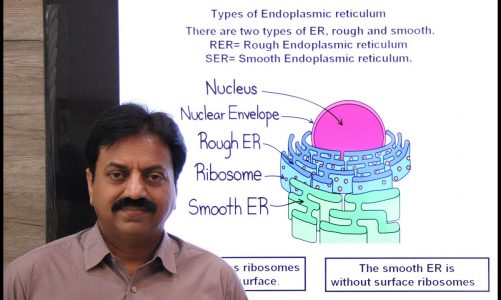 Endoplasmic reticulum, Structure ,Types, and Functions, (In Sindhi) / XI Biology /Chapter 4 The Cell
