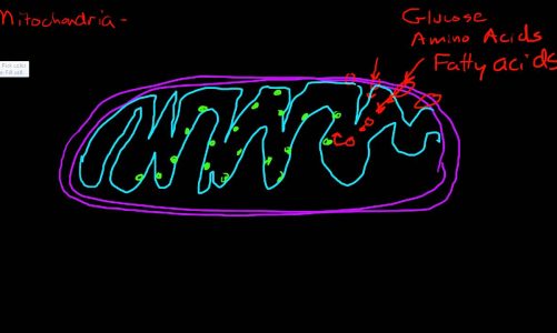 Mitochondria and energy production