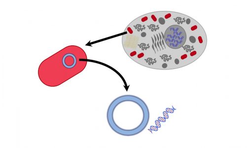 Mitochondrial Inheritance