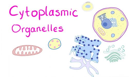 Cytoplasmic Organelles