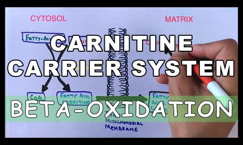 Carnitine Carrier System | Beta Oxidation Part II