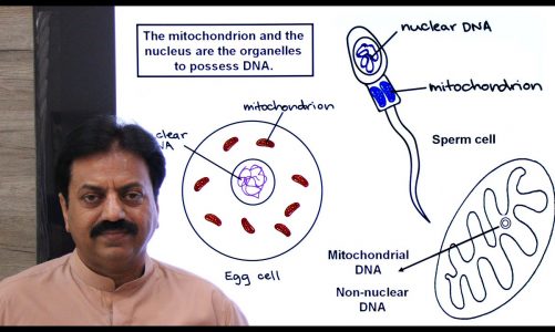 Mitochondrial inheritance pattern / Why mitochondria are inherited from mother only? / (In Sindhi)