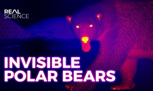 Invisible Polar Bears and Other Arctic Adaptations