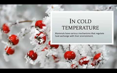Second Year Biology Chapter 15 Lecture No 8 Thermoregulation Strategies in Mammals by Haneen Kirmani