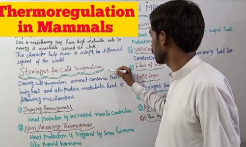 Thermoregulation in Mammals | 2nd Year Biology | Ch.15 Lecture 17