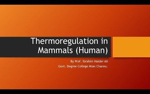 Thermoregulation in Mammals | Strategies in Cold & Hot | Thermostat Function | Chapter:  Homeostasis