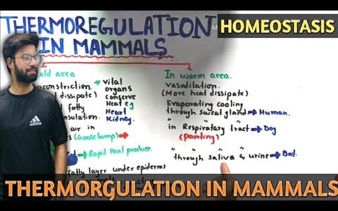 Thermoregulation in mammals | thermoregulation in mammals class 12