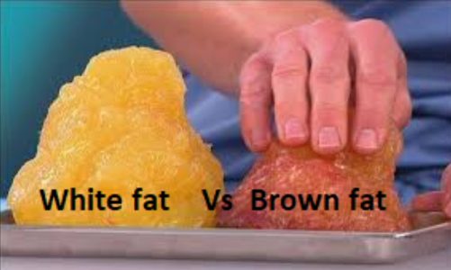 White adipocyte vs brown fat