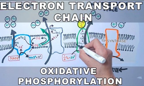 Electron Transport Chain and Oxidative Phosphorylation