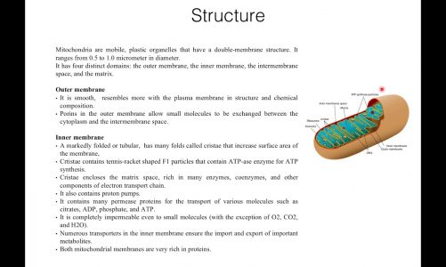 Mitochondria: Structure and Functions (BSc I, Paper II, Cell Biology) in English