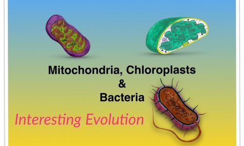 Mitochondria, Chloroplasts & Bacteria-Updated