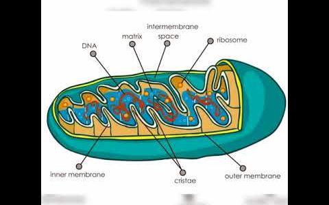Mitochondria 1_Basic Structure & Function