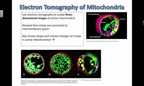Electron Tomography of Mitochondria (2016) IB Biology
