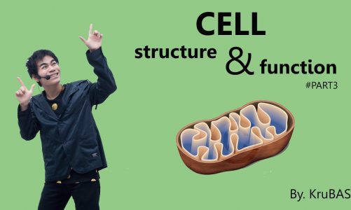 ชีววิทยาครูบาส เรื่อง cell structure and function (mitochondria)
