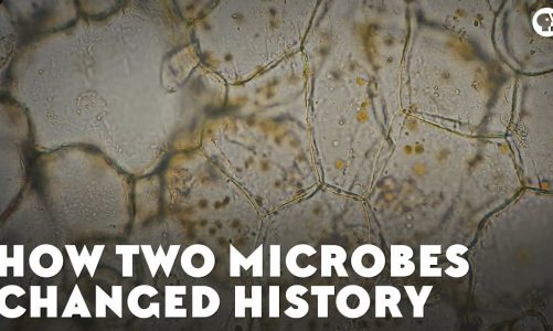 How Two Microbes Changed History