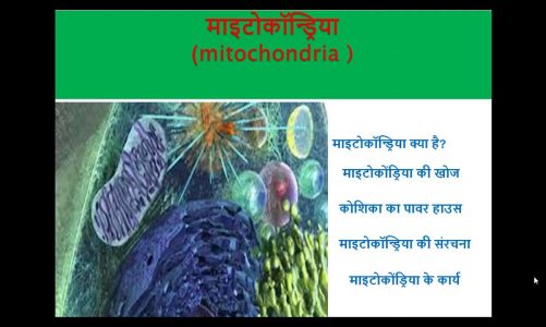 माइटोकॉन्ड्रिया क्या है?||What is mitochondria?