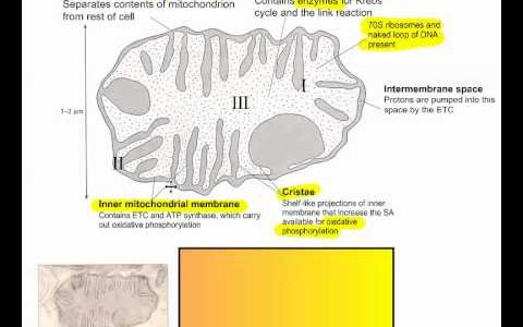 Structure of a Mitochondrion IB Biology