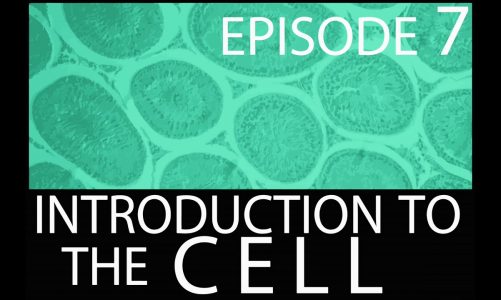 Episode 7 – Introduction to the Cell