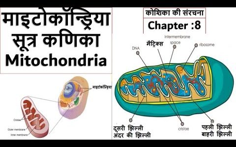 8 Mitochondria Structure and Function | The power house of cell | ATP-ADP Translocase Biology