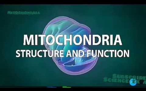 Structure and function of Mitochondria