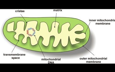 Mitochondria (Structure and Function) || Biology || Class-9 (CBSE)