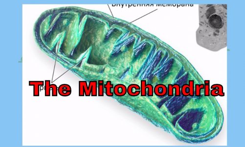 Mitochondria-Powering the Cell-Science Videos