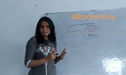 The Cell- Mitochondria Structure, Symbiosis and Function