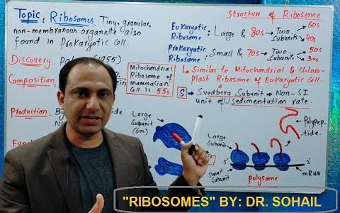 Ribosomes (Structure and Functions)