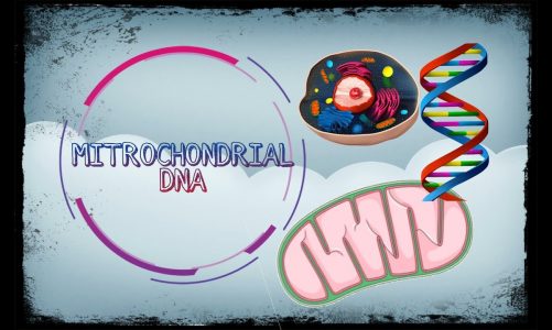 MITOCHONDRIA : what is mitrochondrial dna in hindi