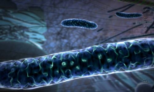 Powering the Cell: Mitochondria