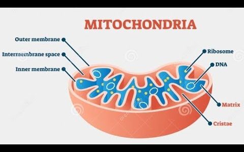 Structure and functions of Mitochondria||NMDCAT Study||ZZ CREATIONS & Medicos.