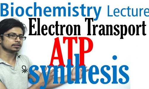 Electron transport chain and ATP synthesis