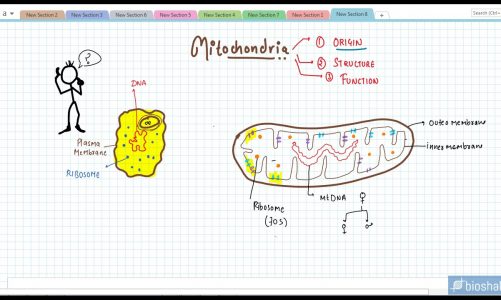 Mitochondria (NEET concept/HINDI)