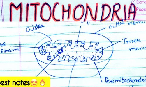 mitochondria-structure & function in hindi  || biology notes || Bio for chemist #Mitochondria