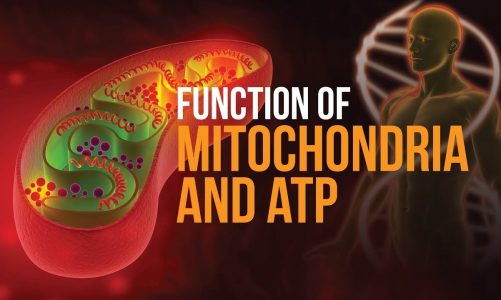 Function of Mitochondria and ATP