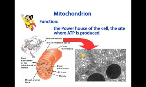 WCLN – Mitochondria – Biology