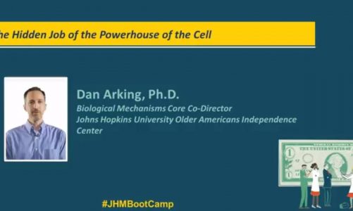 The Hidden Job of the Powerhouse of the Cell | Dan Arking, Ph.D.