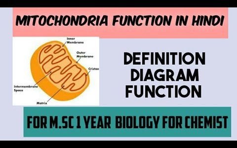 Bio for chemist, mitochondria in hindi ,Msc chemistry sem1, biology for chemist